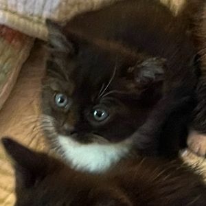 Mr. Eddie Domestic Short Hair Cat