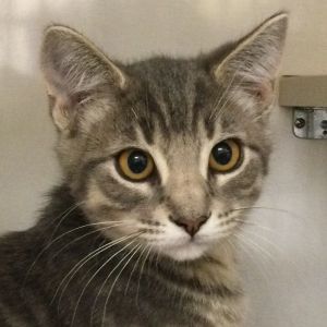 Cliff Domestic Short Hair Cat
