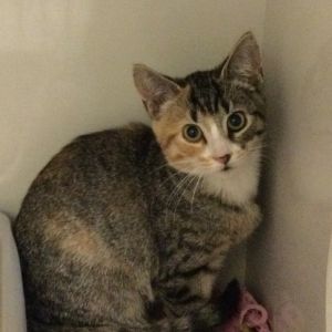 Gail Domestic Short Hair Cat