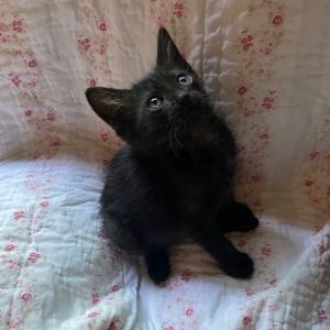 Haadi Domestic Short Hair Cat