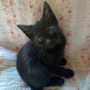 Saji Domestic Short Hair Cat