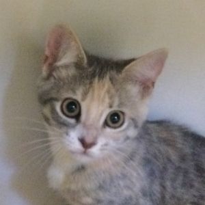 Burton Domestic Short Hair Cat