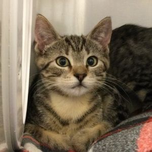 Harvie Domestic Short Hair Cat