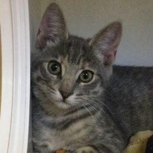 Justice Domestic Short Hair Cat