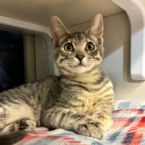 All rise for Justice the kitten Fierce in her play fair in her cuddles and absolutely unafraid to