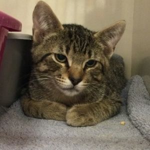 Elysia Domestic Short Hair Cat