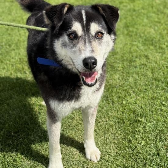 Hudson, an adoptable Husky in Idaho Falls, ID, 83402 | Photo Image 1