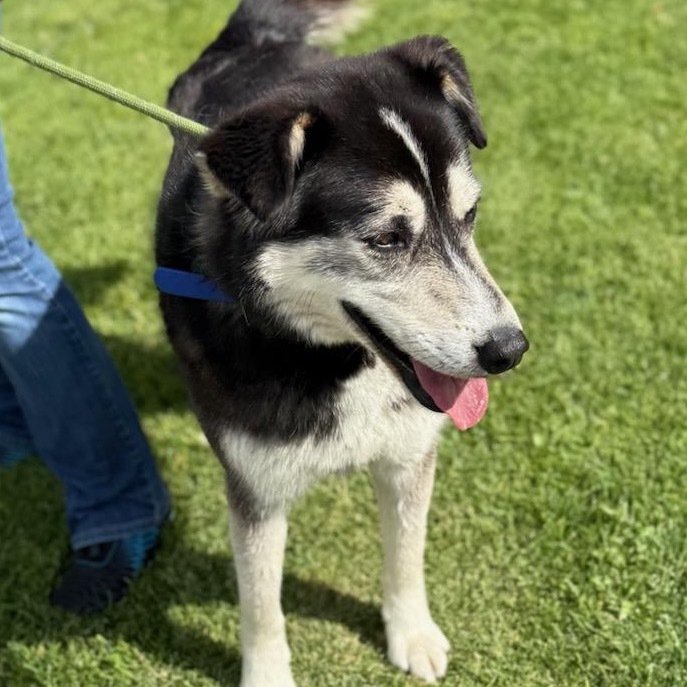 Hudson, an adoptable Husky in Idaho Falls, ID, 83402 | Photo Image 2