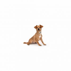 Nelson Mixed Breed Dog
