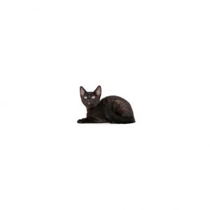 Lois Lane Domestic Short Hair Cat