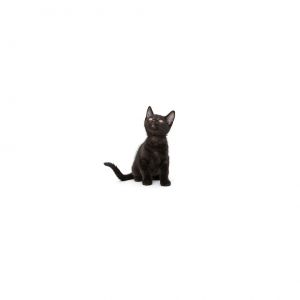 Clark Kent Domestic Short Hair Cat