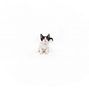 Moon Domestic Short Hair Cat
