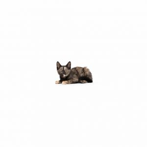 Sun Domestic Short Hair Cat