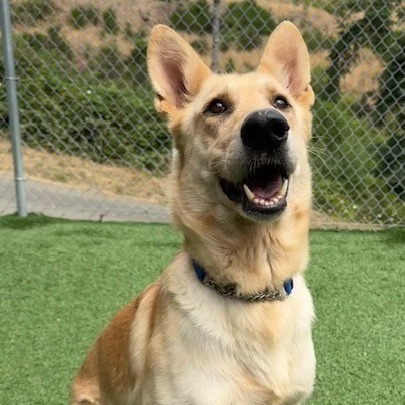 London, an adoptable Shepherd in Coos Bay, OR, 97420 | Photo Image 2