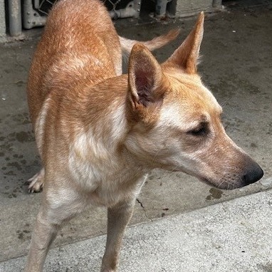 London, an adoptable Shepherd in Coos Bay, OR, 97420 | Photo Image 3