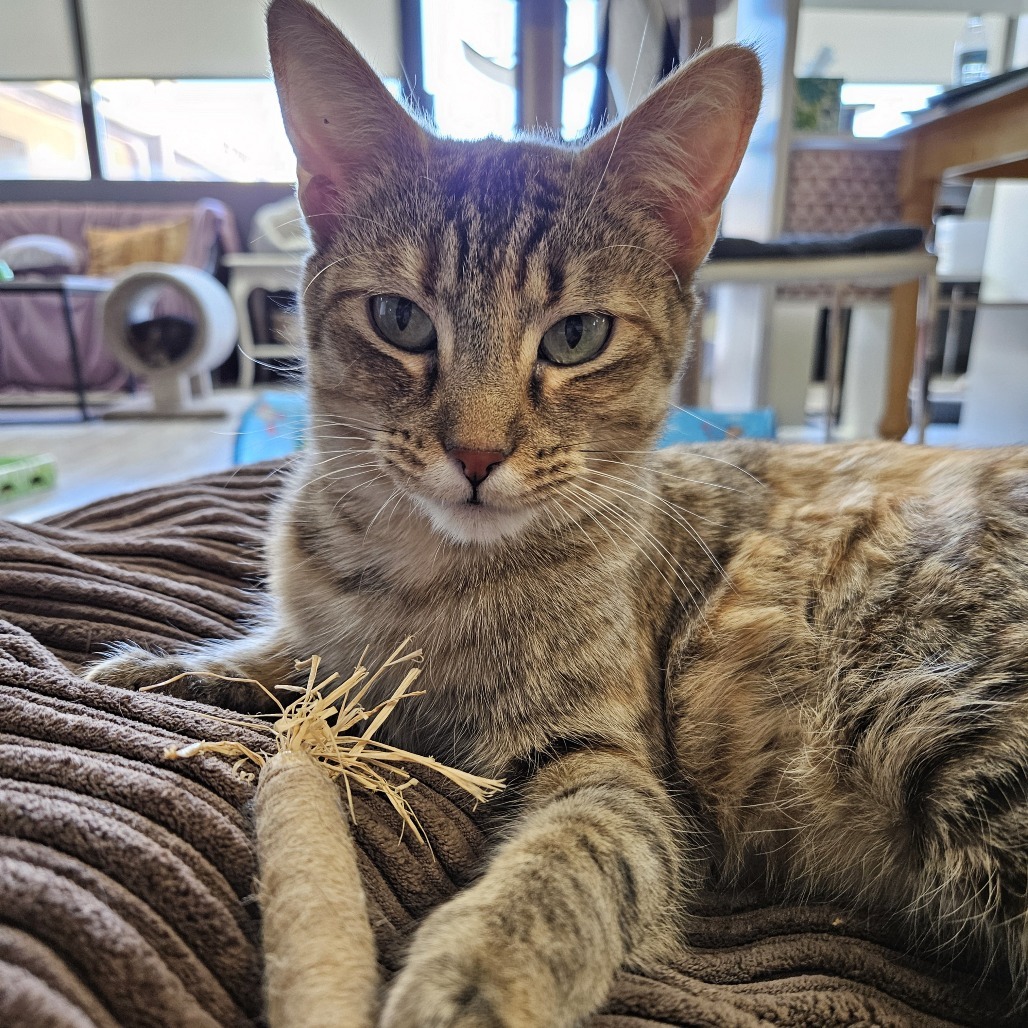 Sharkey, an adoptable Domestic Short Hair in Las Vegas, NV, 89146 | Photo Image 1