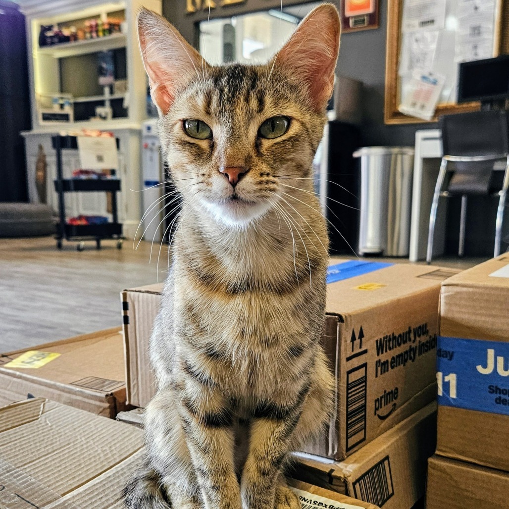 Sharkey, an adoptable Domestic Short Hair in Las Vegas, NV, 89146 | Photo Image 3