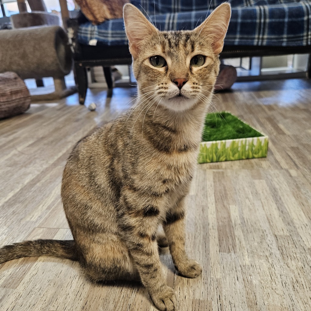 Sharkey, an adoptable Domestic Short Hair in Las Vegas, NV, 89146 | Photo Image 6