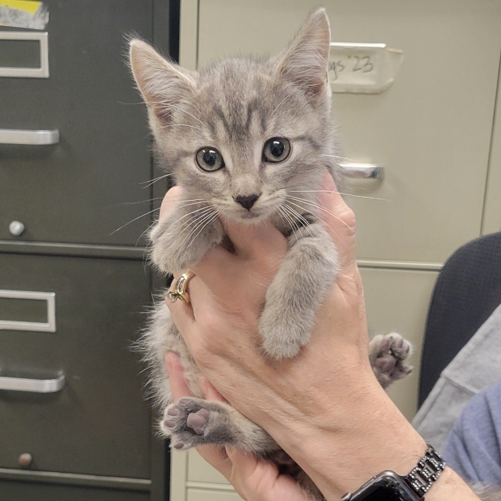 Louie (Spaz)