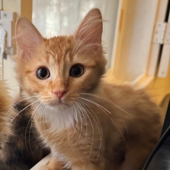 Omelet, an adoptable Domestic Long Hair in Las Vegas, NV, 89146 | Photo Image 1