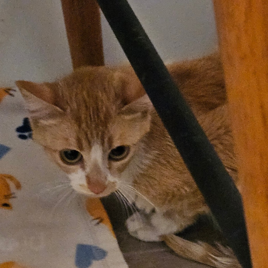 Bagel