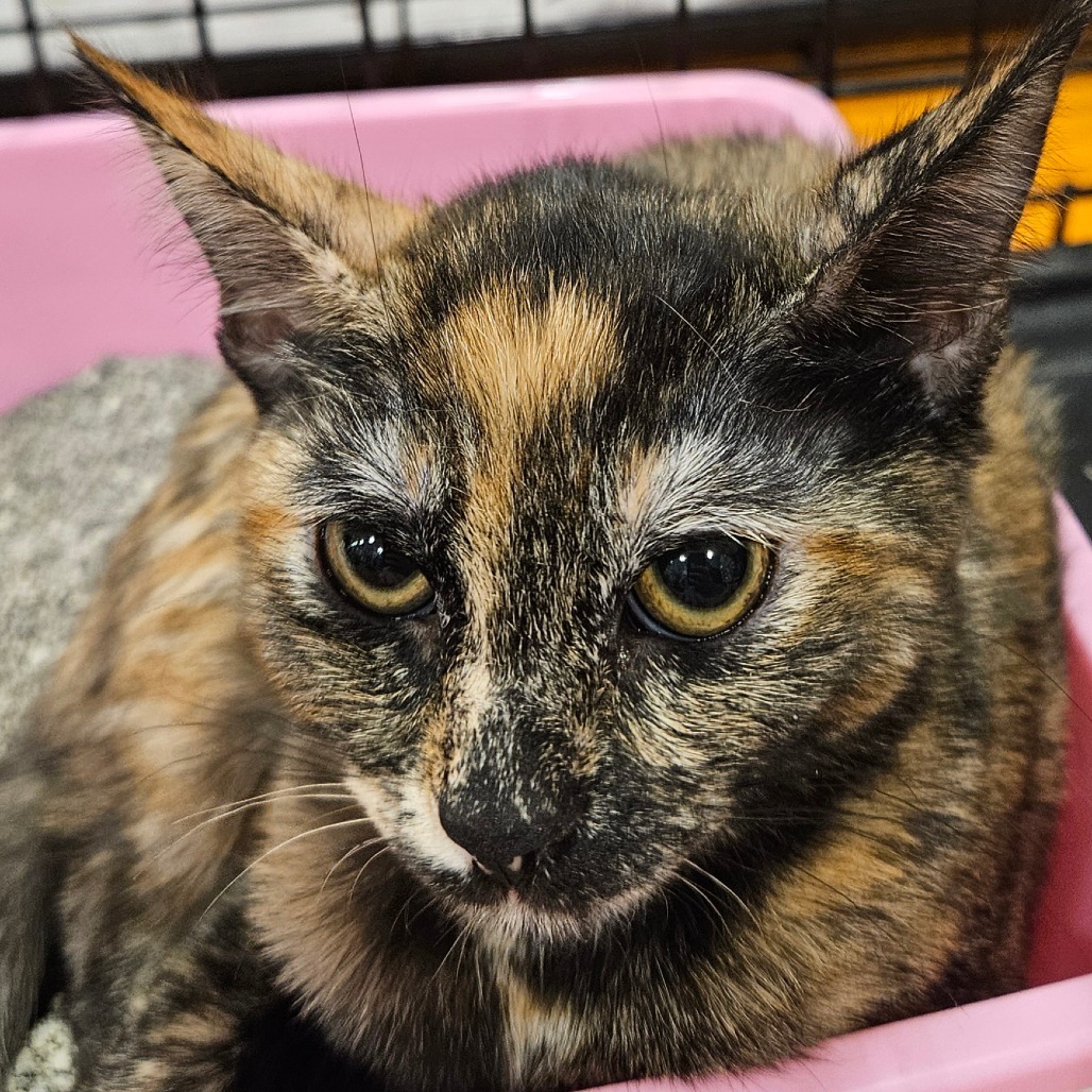 Pancake, an adoptable Domestic Long Hair in Las Vegas, NV, 89146 | Photo Image 1