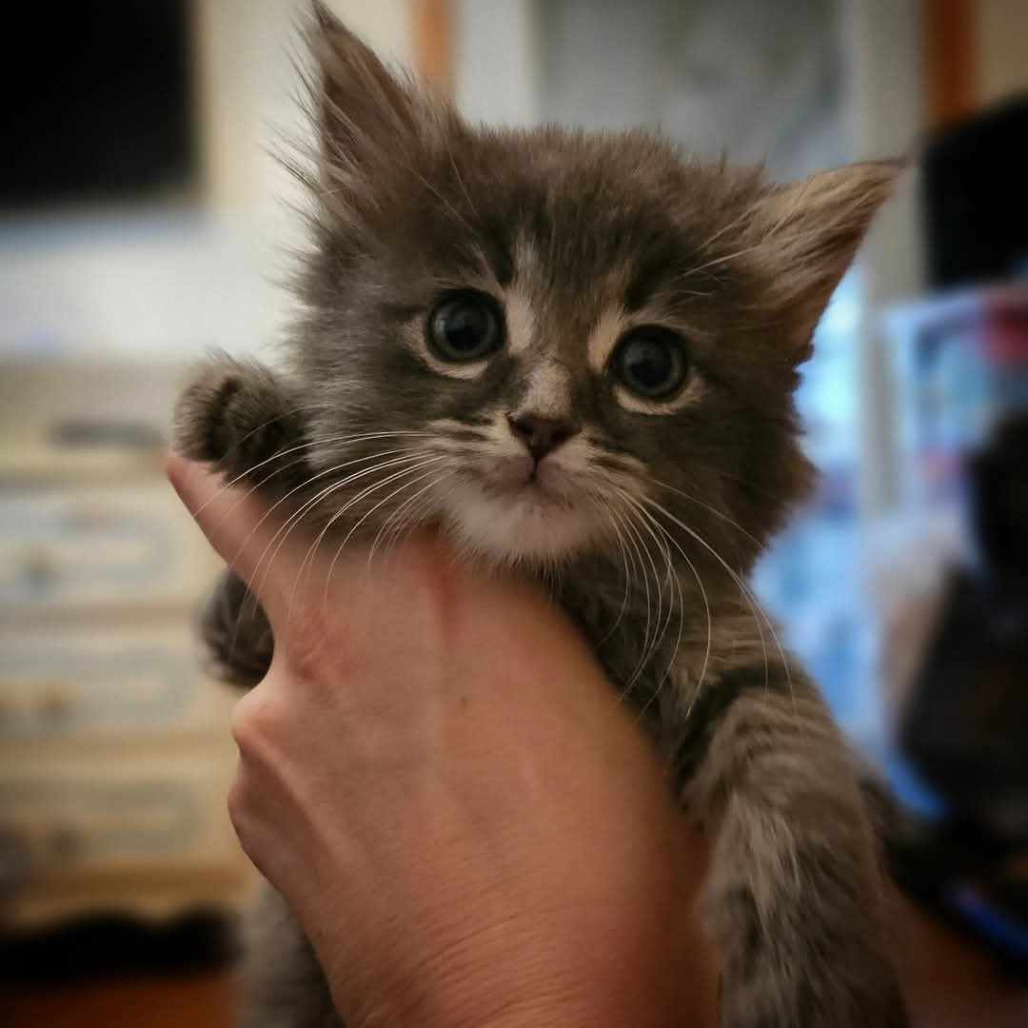 Pancake