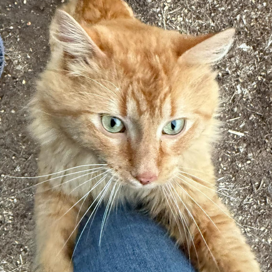 Mufasa