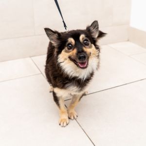 Kahlua Chihuahua Dog