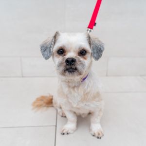 Sorbet Shih Tzu Dog