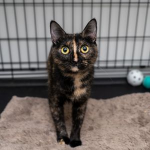 Clarise Domestic Short Hair Cat