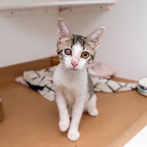 Purr-Lina, Baby Female unknown