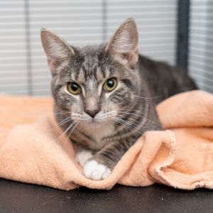 Kanga Domestic Short Hair Cat
