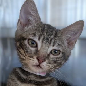 Leia, Baby Female unknown