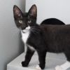 Percy photo 1