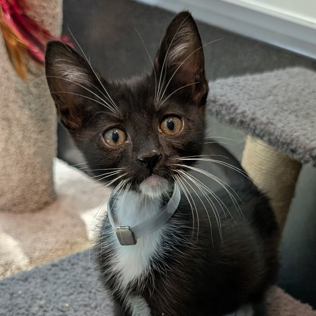 Meeko