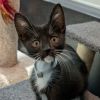 Meeko photo 1