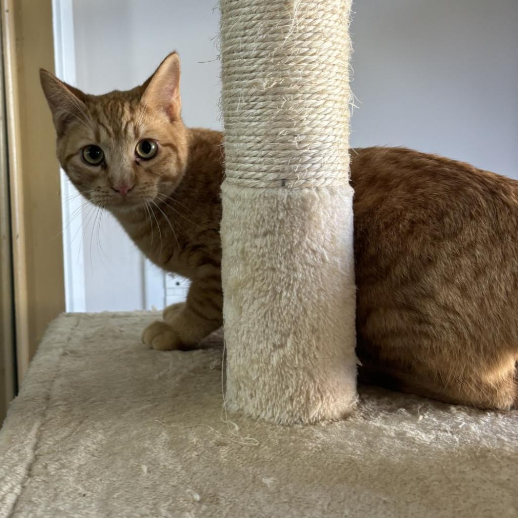 Ginger aka Katz