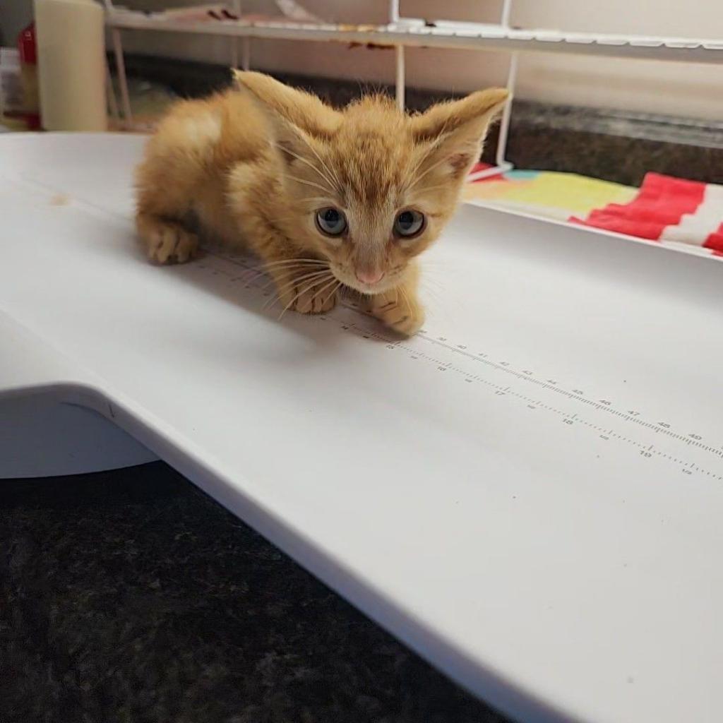 Ginger aka Katz
