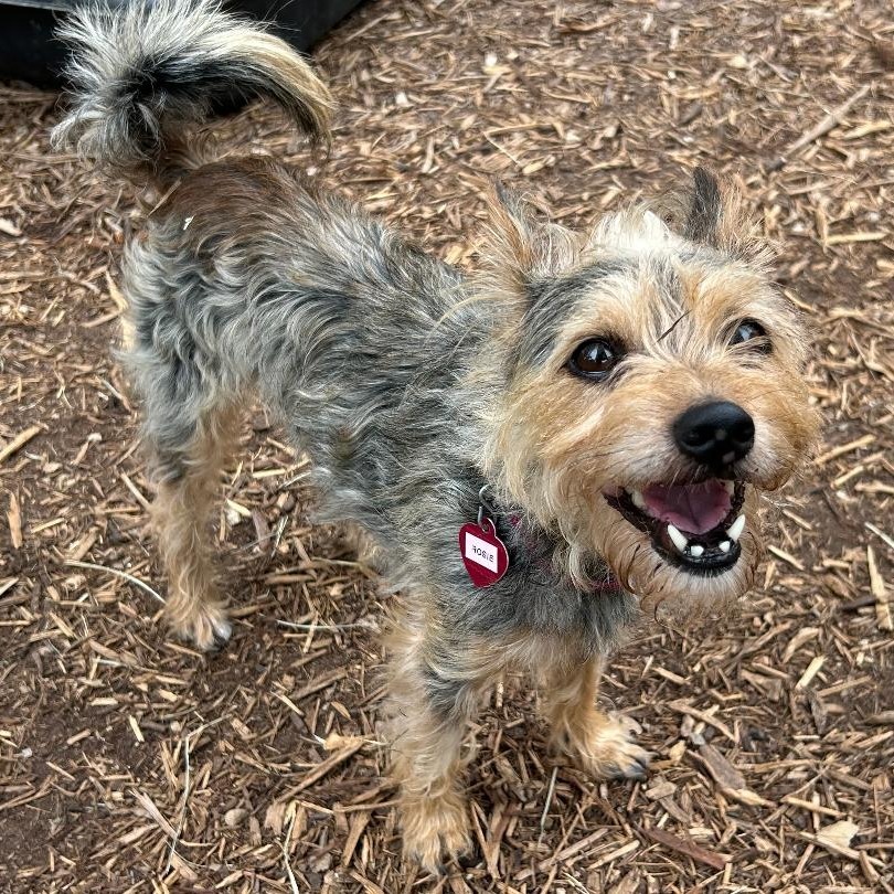 Rosie (bonded w Georgie)