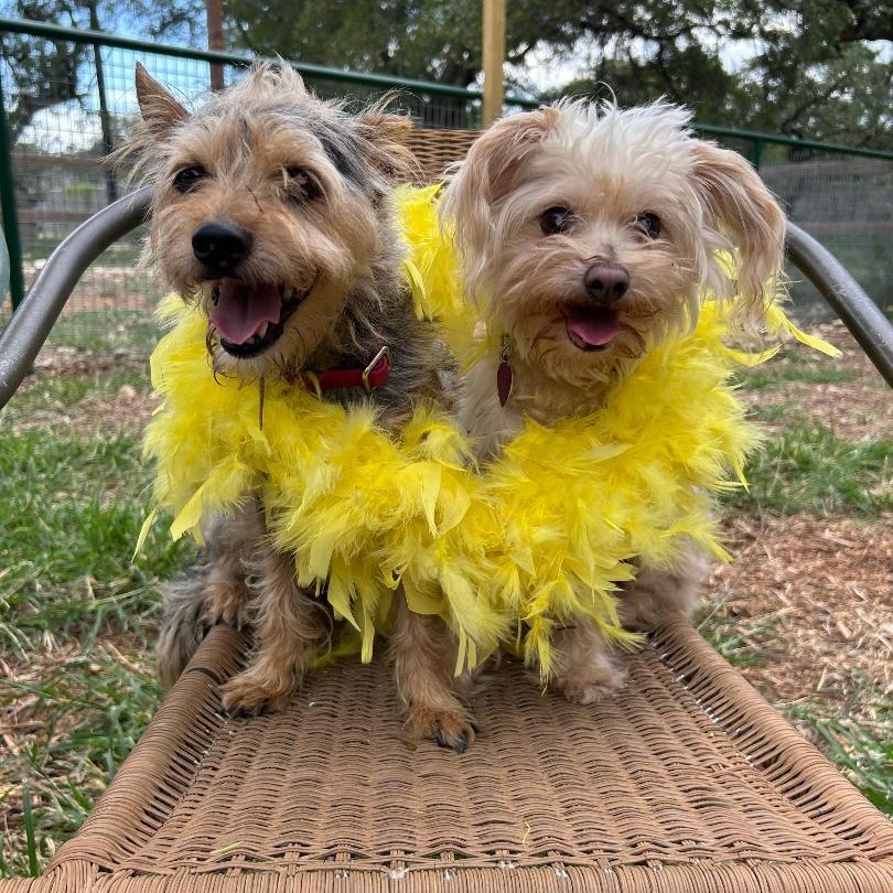 Rosie (bonded w Georgie)