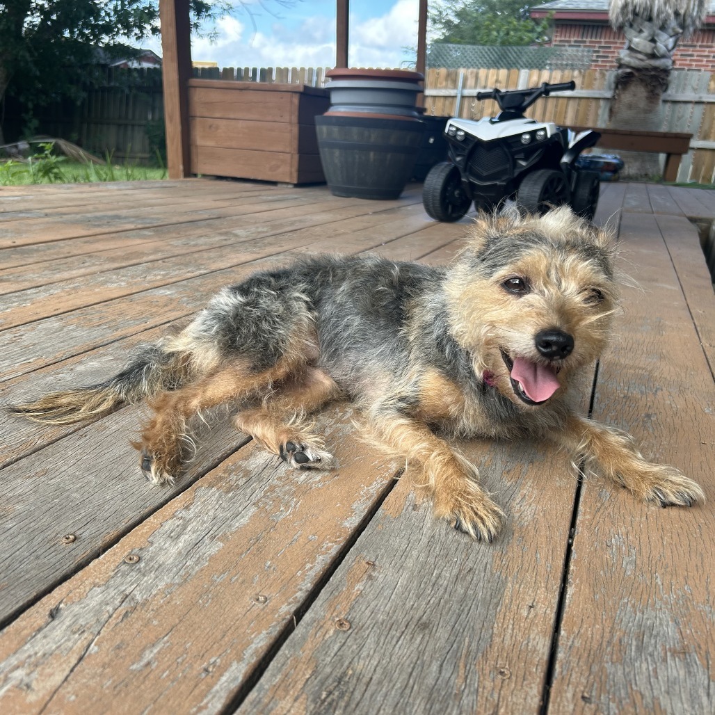 Rosie (bonded w Georgie)