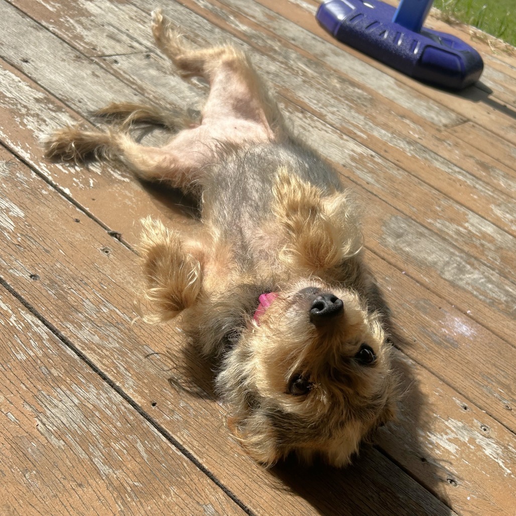 Rosie (bonded w Georgie)