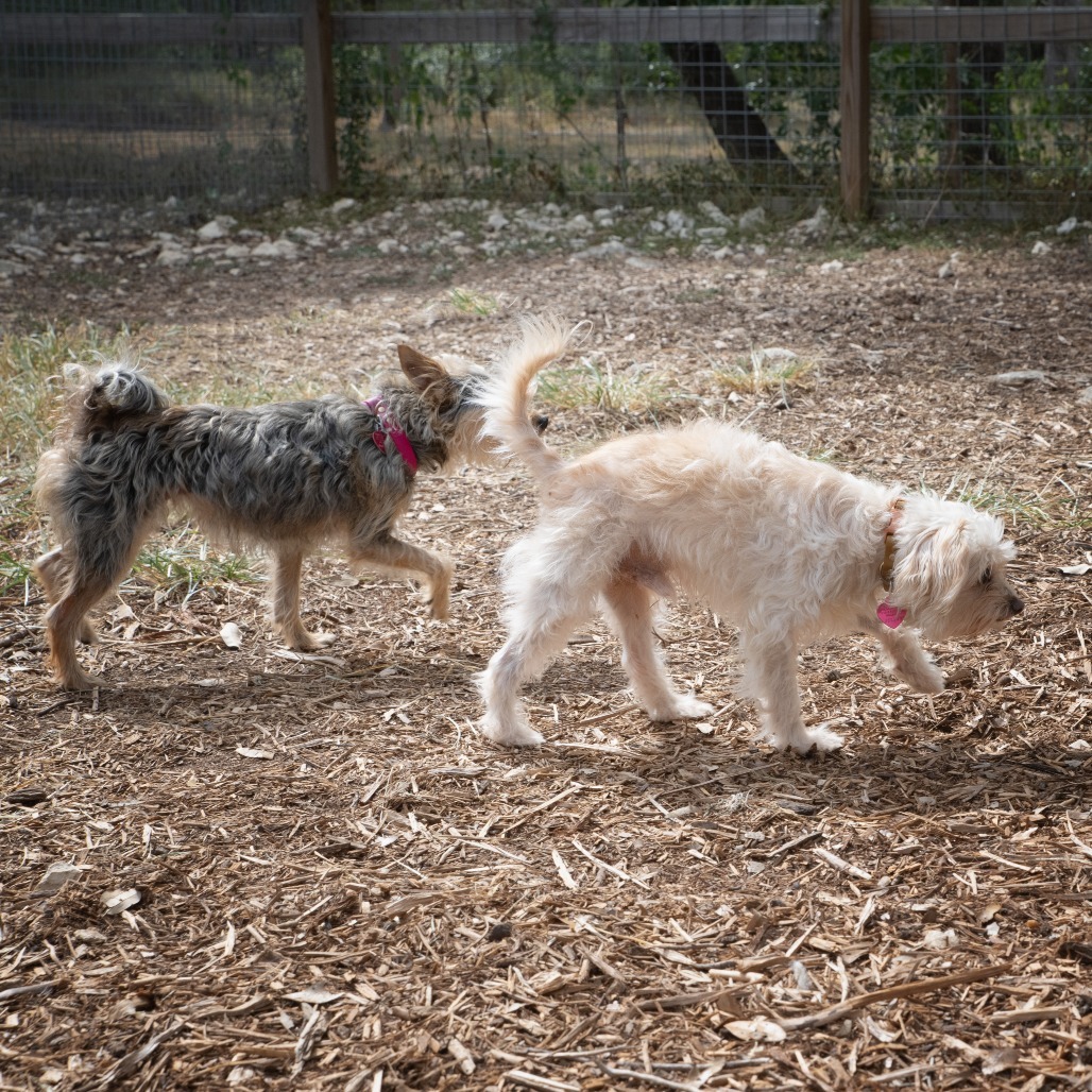 Rosie (bonded w Georgie)