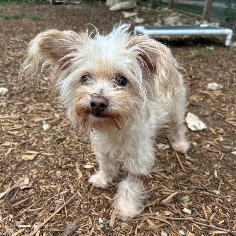 Georgie (bonded w Rosie)