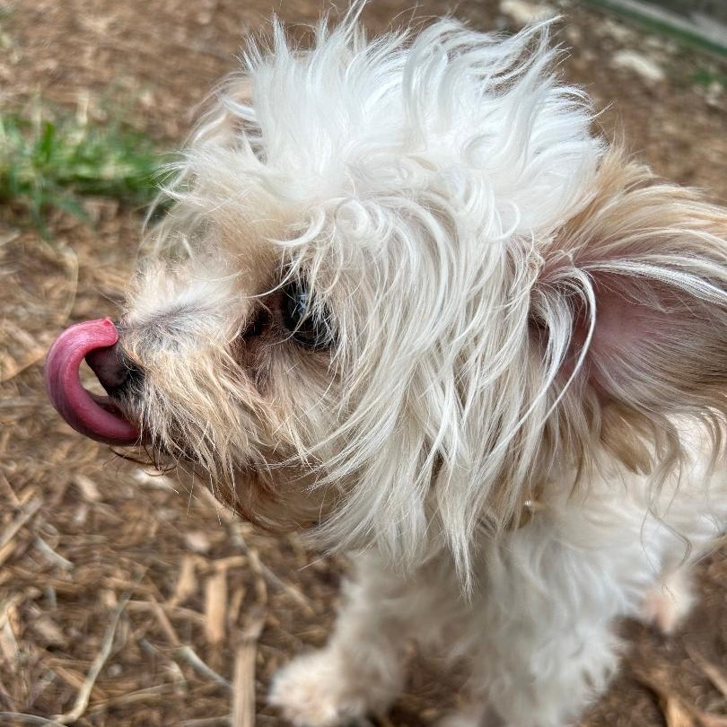 Georgie (bonded w Rosie)