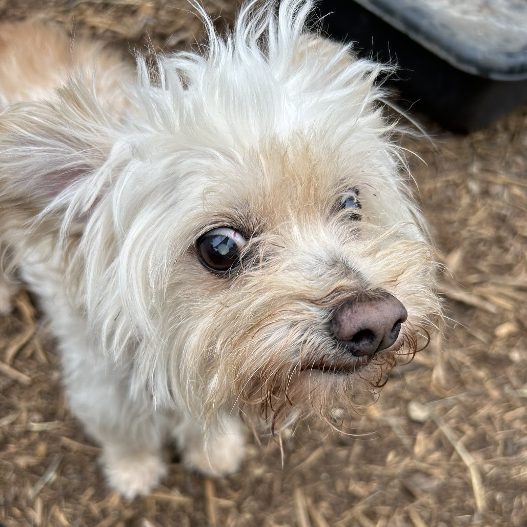 Georgie (bonded w Rosie)