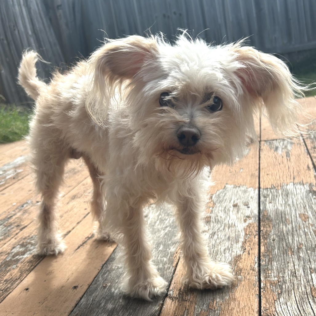 Georgie (bonded w Rosie)