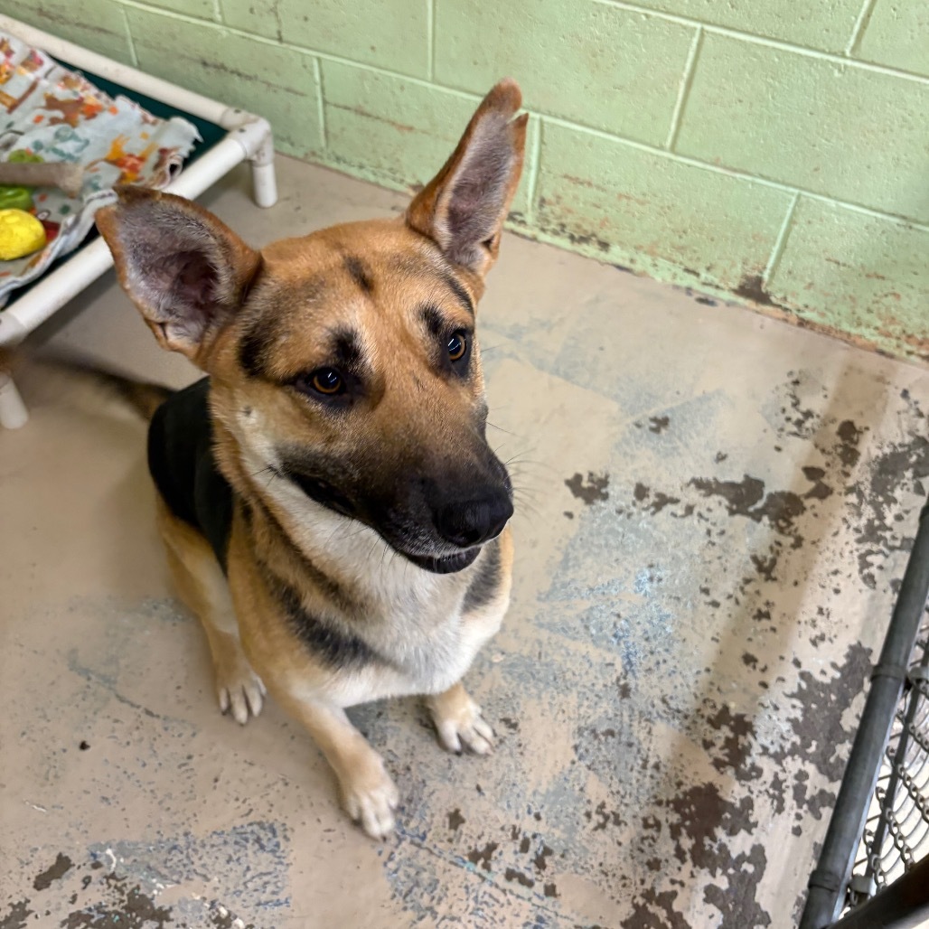 Egon, an adoptable German Shepherd Dog, Mixed Breed in Mount Shasta, CA, 96067 | Photo Image 1