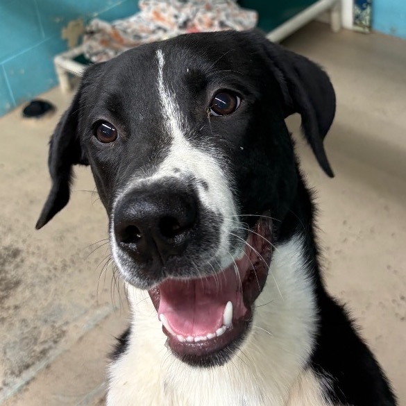 S'mores, an adoptable Border Collie, Mixed Breed in Mount Shasta, CA, 96067 | Photo Image 1
